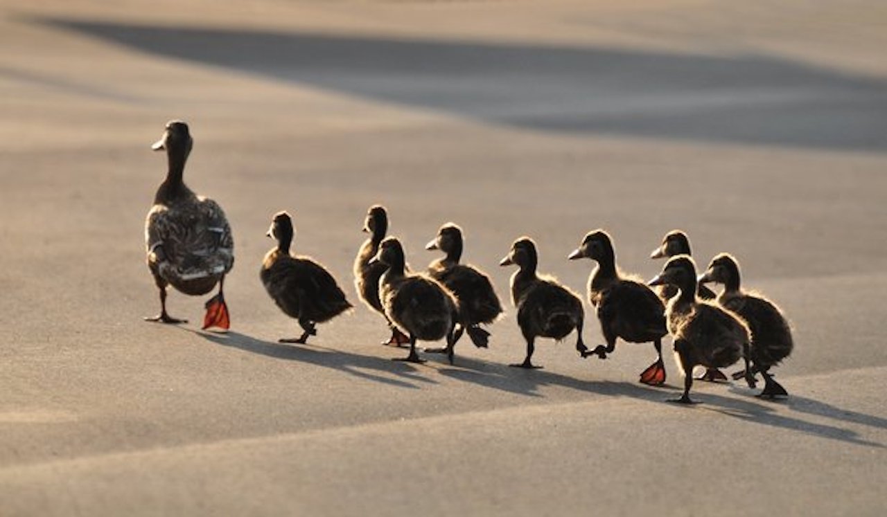 Following Good Examples – Voice of the Introverts